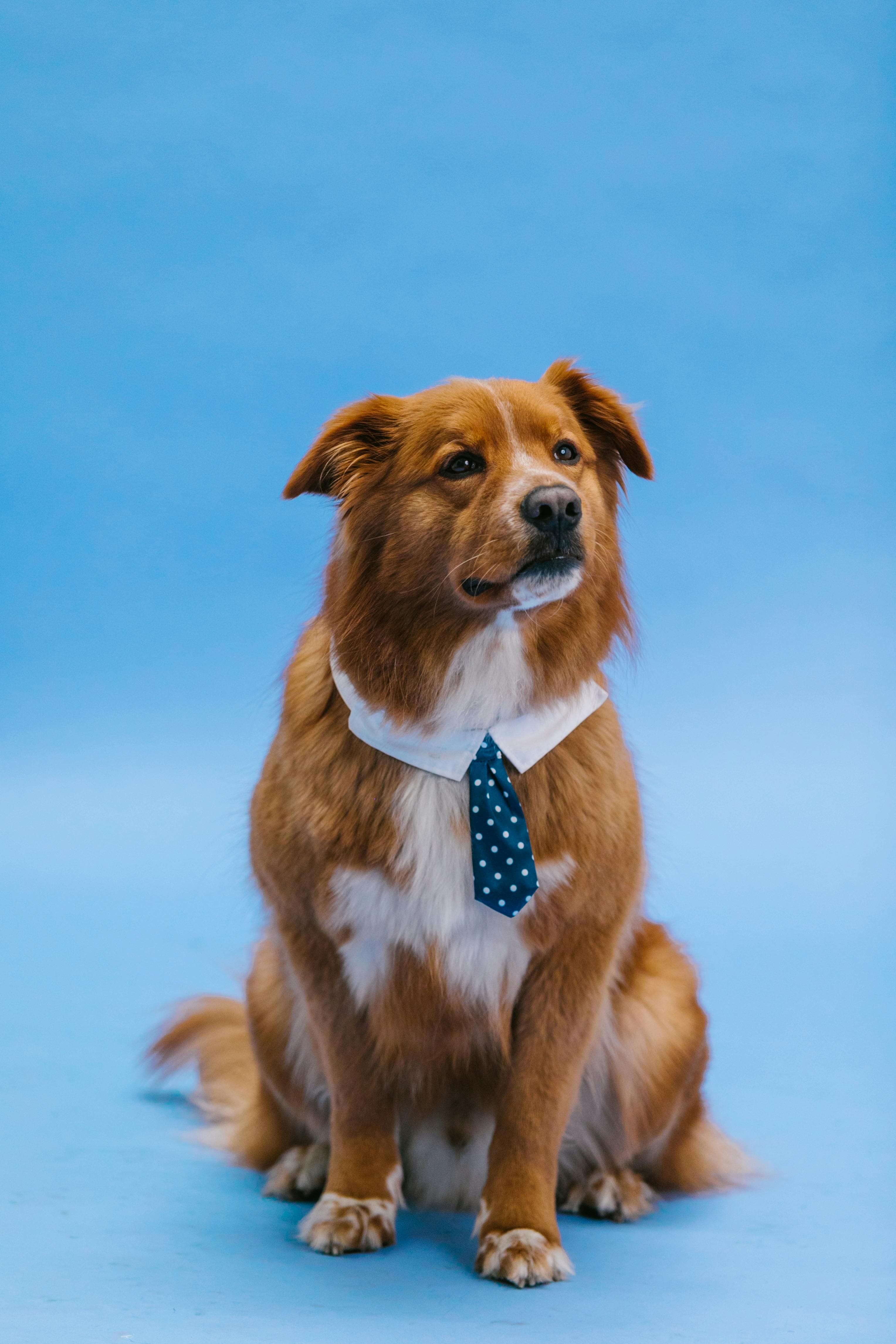 Capa do post: O Guia de Adestramento Canino: Amigo Cãoportado